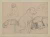 Five dog studies