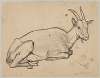 Lying Goat