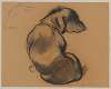Studies of a dachshund