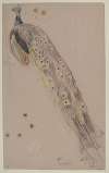 Study of a Peacock