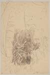Study of Grass