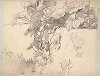 Study of Ivy