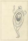 Erotische tekening