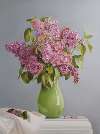 Lilacs In Green Vase