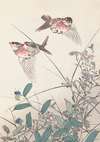 Keinen kachō gafu, Pl.14
