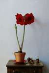 Amaryllis