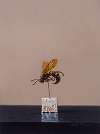 Cicada Wasp