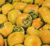 Persimmons