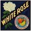 White Rose Brand Citrus Label