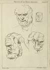 Three studies of a man’s head and beard