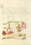 French Rose, Crane Fly, European Filbert, and Common Pear
