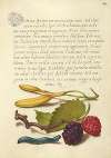 Hyacinth, Black Mulberry, and Caterpillar