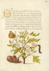 Insect, English Hawthorn, Caterpillar, and European Filbert