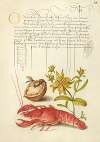 Insect, English Walnut, Saint John’s Wort, and Crayfish