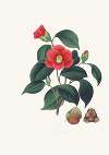 Illustrations and descriptions of the plants which compose the natural order Camellieae Pl.01