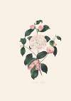 Illustrations and descriptions of the plants which compose the natural order Camellieae Pl.02