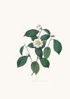 Illustrations and descriptions of the plants which compose the natural order Camellieae Pl.05