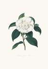 Illustrations and descriptions of the plants which compose the natural order Camellieae Pl.09