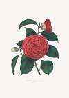 Illustrations and descriptions of the plants which compose the natural order Camellieae Pl.12