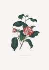 Illustrations and descriptions of the plants which compose the natural order Camellieae Pl.13