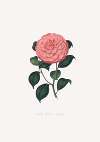 Illustrations and descriptions of the plants which compose the natural order Camellieae Pl.14