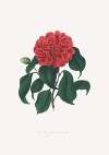 Illustrations and descriptions of the plants which compose the natural order Camellieae Pl.18