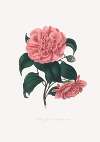 Illustrations and descriptions of the plants which compose the natural order Camellieae Pl.19