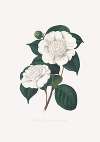 Illustrations and descriptions of the plants which compose the natural order Camellieae Pl.21