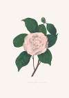 Illustrations and descriptions of the plants which compose the natural order Camellieae Pl.24