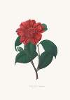 Illustrations and descriptions of the plants which compose the natural order Camellieae Pl.25
