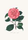 Illustrations and descriptions of the plants which compose the natural order Camellieae Pl.26