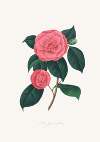 Illustrations and descriptions of the plants which compose the natural order Camellieae Pl.28
