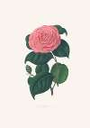 Illustrations and descriptions of the plants which compose the natural order Camellieae Pl.29