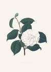 Illustrations and descriptions of the plants which compose the natural order Camellieae Pl.30