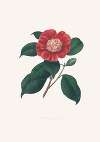 Illustrations and descriptions of the plants which compose the natural order Camellieae Pl.31