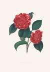 Illustrations and descriptions of the plants which compose the natural order Camellieae Pl.32