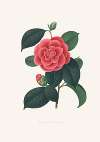 Illustrations and descriptions of the plants which compose the natural order Camellieae Pl.35