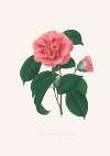 Illustrations and descriptions of the plants which compose the natural order Camellieae Pl.36