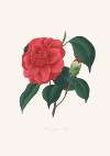 Illustrations and descriptions of the plants which compose the natural order Camellieae Pl.37