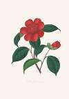 Illustrations and descriptions of the plants which compose the natural order Camellieae Pl.39