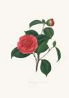 Illustrations and descriptions of the plants which compose the natural order Camellieae Pl.40