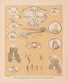The cave fauna of North America Pl 23