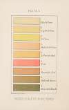 Plate I: Vogel’s Scale of Urine Tints