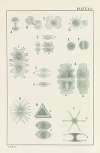 Plate VIII: Chlorophyceæ