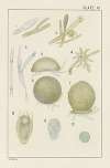 Plate XI: Fungi and Protozoa