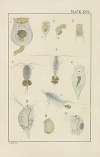 Plate XVII: Rotifera and Crustacea