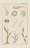Plate XVIII: Crustacea, Bryozoa, and Spongidæ