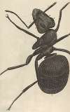 Microscopic view of an ant or pismire