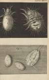 Microscopic view of mites