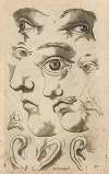 Plate IV: Artist study of facial features